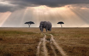 Слон стоит у грунтовой дороги