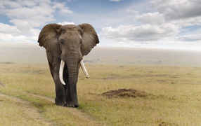 The majestic elephant walking along the road