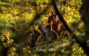 Family of rabbits in the bush