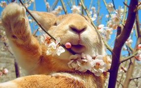 Rabbit eating flowers on the tree