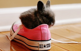 Кролик в розовых кедах