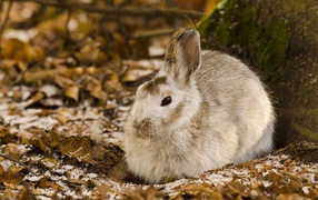 White wild rabbit