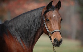 Коричневый конь с черной гривой