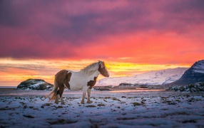 Лошадь в Исландии