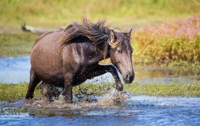 Конь пробирается через ручей