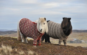 Пони в свитерах