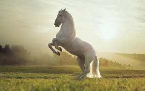 Белый конь встал на дыбы