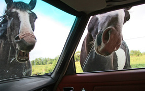 Лошади глядят в автомобиль
