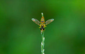 Муха на ветке