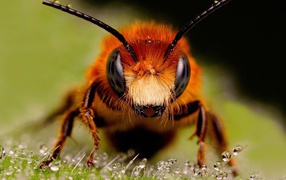 Крупное фото головы пчелы