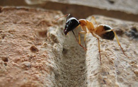 Ant jumps an obstacle