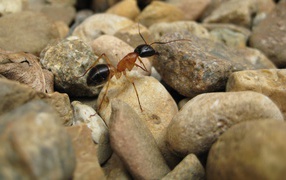 Ant on the rocks