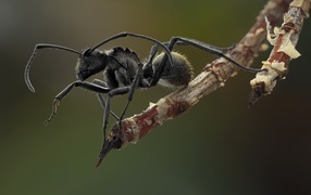 Ant on the tip of the branch