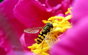Bee collects nectar inside the pink flower