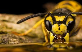 Пчела ест мед