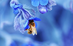 Пчела в голубом колокольчике собирает нектар