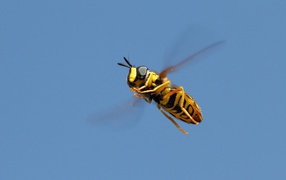Пчела на голубом фоне