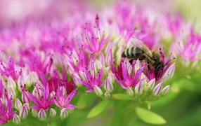 Пчела на поле розовых цветов