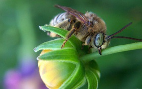 Bee on a green flower bud