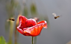 Bees sit on poppy flower
