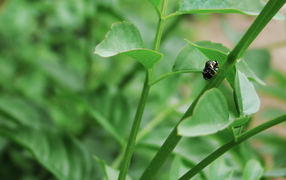 Beetle crawling on green stem