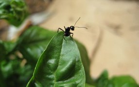 Black ant on the tip sheet