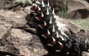 Черная гусеница ползет по камню