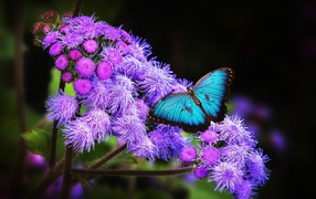 Голубая бабочка с черной каймой на крыльях