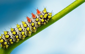 Bright caterpillar on a green stem
