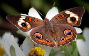 Коричневая бабочка с узором на крыльях