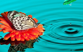 Бабочка на цветке в воде