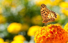 Бабочка на пышном оранжевом цветке