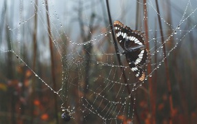 Butterfly sitting on the web