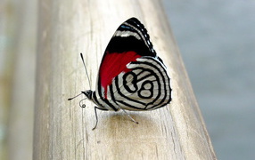 Бабочка с красивым рисунком на крыльях