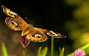 Бабочка с черными пятнами на крыльях