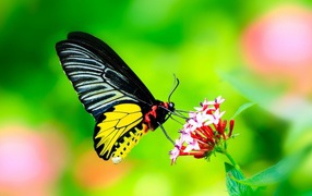 Бабочка с черными крыльями на цветке