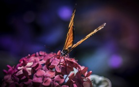 Бабочка с большими крыльями на цветах