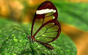 Бабочка с прозрачными крыльями