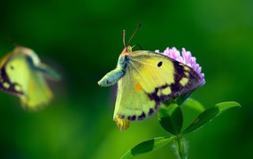 Бабочка с желтыми крыльями на листьях