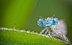 Стрекоза в каплях росы