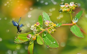 Стрекоза садится на ветку во время дождя