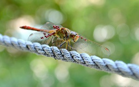 Dragonfly sitting on a rope