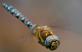 Изящная стрекоза крупным планом