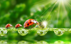 Семья божьих коровок наткнулась на препятствие