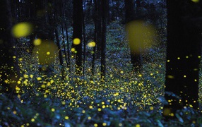 Светлячки среди деревьев