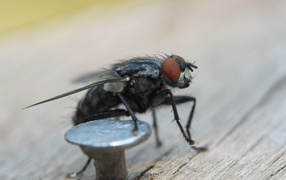 Муха у железного гвоздя