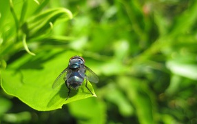 Fly on a green leaf