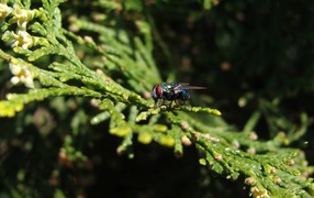 Fly sits on a green branch