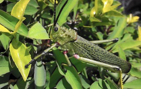 Кузнечик отлично замаскировался