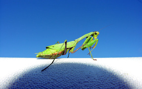 Зеленый богомол